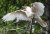 25474492_web1_210616-PQN-White-Raven-Parents-whiteraven_1.jpg