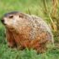 groundhog