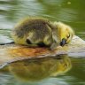 Cute-Duckie