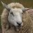 Sheep_Stacker